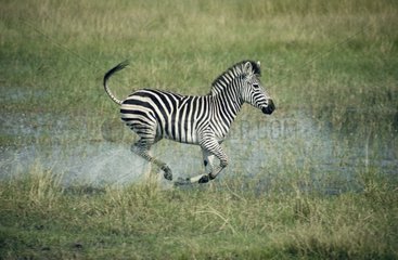 Burchell Zebra  die in der Savannah läuft