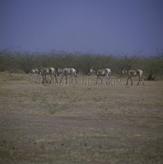 Group wild Asses crossing savanna India