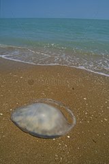 Méduse boite échouée sur la plage Nord Queensland Australie