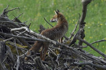 Red Fox on a pile of branches Vosges France