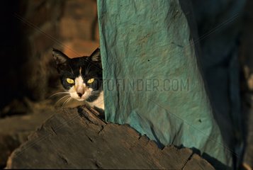 Cat hiding behind a blue material India