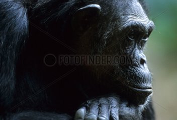 Eastern common chimpanzee thinking Gombe NP Tanzania