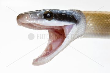 Cave Dwelling Rat snake with opened mouth