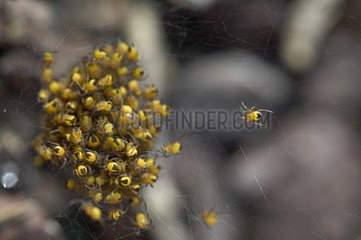 Young garden Spiders on a net after hatching Spain