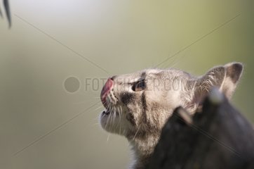 Young cat licking the chops