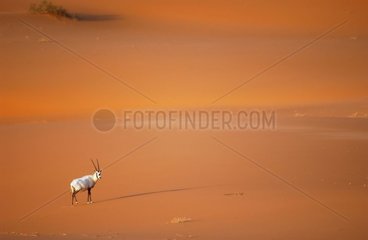 Arabian Oryx in the desert United Arab Emirates