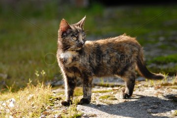 Junge Russet-Red-Katze  die vor Gericht eines Hauses Frankreich geht