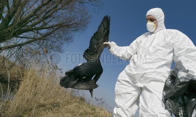 Man of the medical service collecting a dead Cormorant