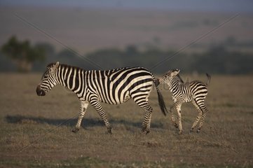 Grant' Zebra and foal Masaï Mara Kenya