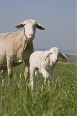 Sheep and her newborn lamb walking in a meadow
