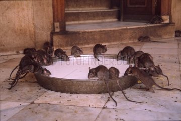 Heilige Ratten trinken eine Tempelmilch  die von Deshnoke angeboten wird