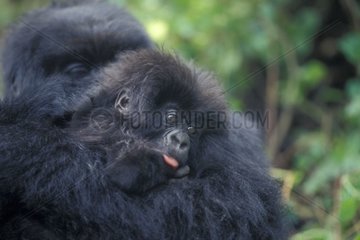 Femelle Gorille de montagne et petit dans les bras Rwanda