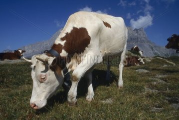 Vache Abondance en alpage Haute-Savoie France