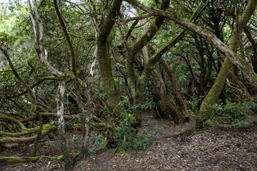 Wald der endemischen Laurels Insel Teneriffa -Kanarien