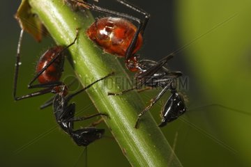 Ants tropical and aphids Mountain Forest Way Kambas Sumatra