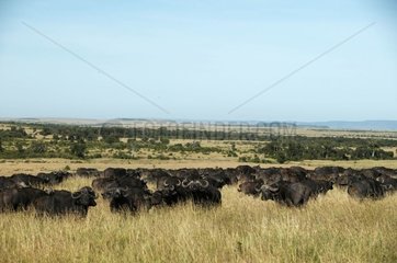 Kap -Buffaloes im Nationalpark von Masaï Mara Kenia
