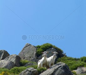 Goats in rocks Monts d'Ardèche Regional Nature Park France