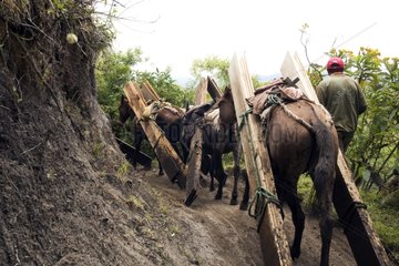 Pferde und Maultiere mit Holzbrettern Ecuador