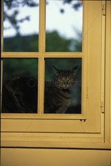 Chat attendant derrière le fenêtre