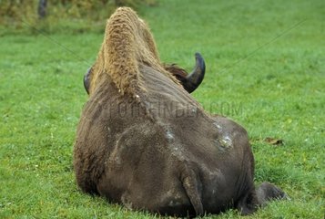 Old Bull American Bison Sleeping Elk Island NP Kanada