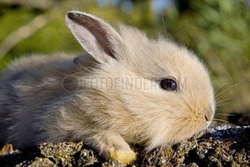 Young domestic rabbit France