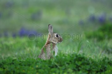 European Rabbit attentive Auvergne France