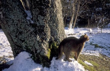 Cat near a tree trunk in winter