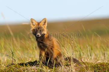 Young red fox sitting in the tundra  Alaska USA