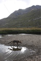 Red Fuchs trinkt in einem Fluss Gran Paradiso Nationalpark