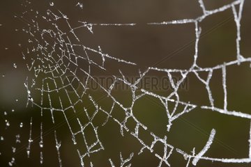 Close-up on a Cobweb covered by hoarfrost France