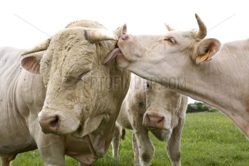 Charolais cow licking a Bull Burgundy France