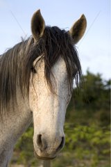 Portrait of a grey Horse in Provence