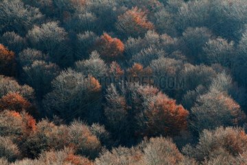 Aubrac forest in autumn France