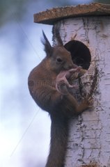 Eurasische rote Eichhörnchen mit seiner Jungen in einem Brutkäfig trägt