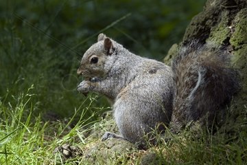 Graues Eichhörnchen essen einen Kiefernkegel British Columbia Canada