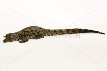 New-born Nil Crocodile in Studio France
