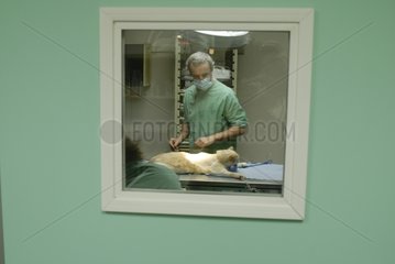 Canine veterinary surgeon behind the door of the operating theatre suite