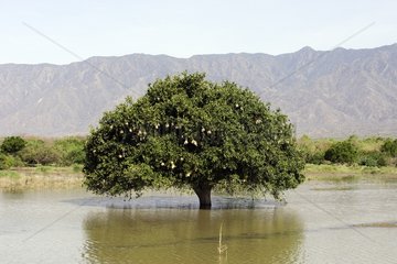 Tree insulated in the middle of a lake Tsemay Ethiopia