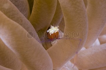 Coral ghost shrimp in its sea anemone Maratua Indonesia