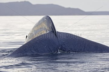 Blue whale raises its tail Sea of Cortez Mexico