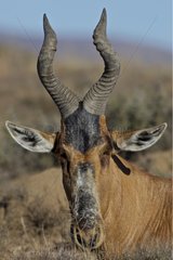 Portrait of a Red Hartebeest in the Zebra NP South africa