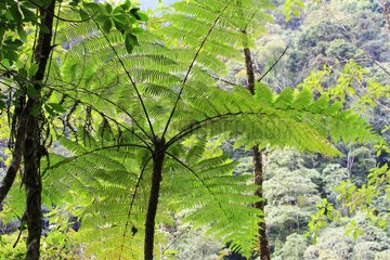 Stem and sheets of Tree fern in tropical forest Venezuela