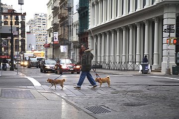 Man walking with his dogs in the Soho district New York