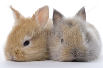 Portrait of Young domestic rabbits France