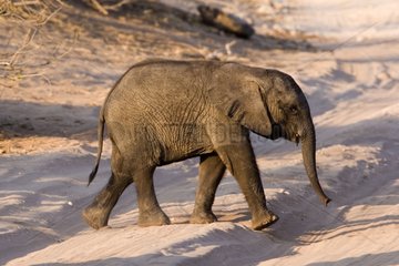 Baby African elephant NP Chobe Botswana