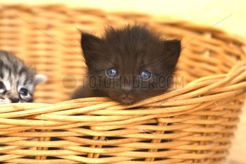 Portrait of kittens in a basket