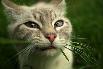 Siamese cat Blue tabby playing with a grass bit France