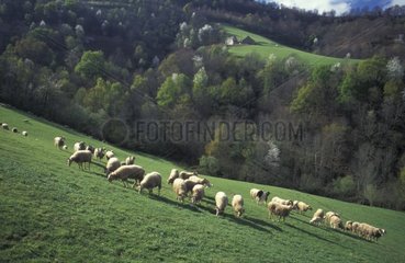 Herde des Schafetals von Aspe France