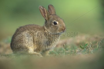 Kaninchen aus Garenne Frankreich