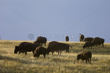 Bison herd Custer State Park Black Hills South Dakota USA